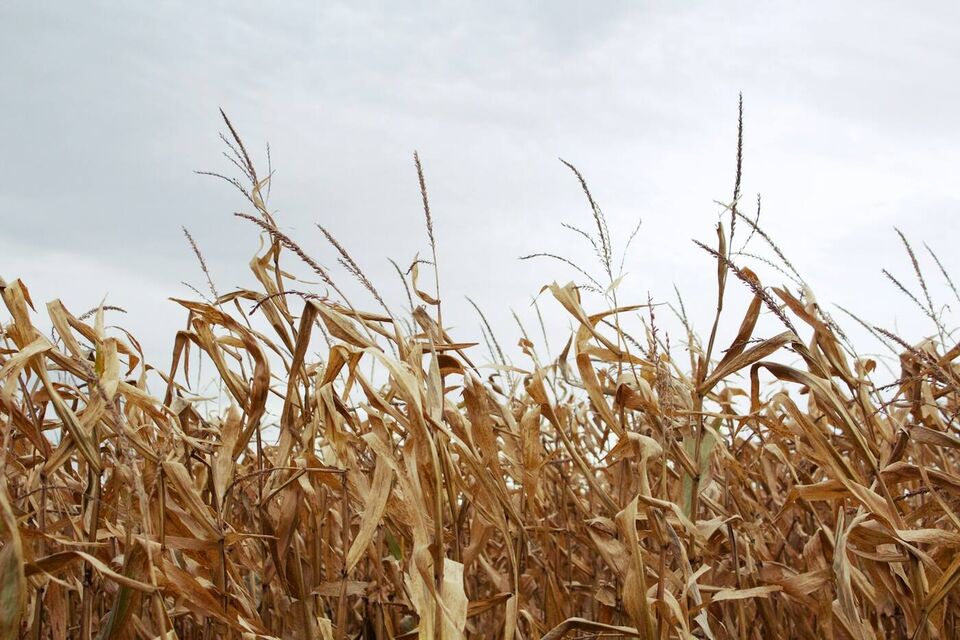 Dry corn stalks under grey sky